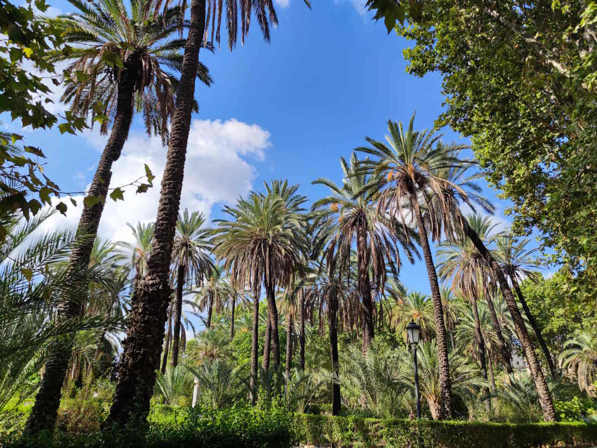  I giardini con palmeti di Villa Bonanno