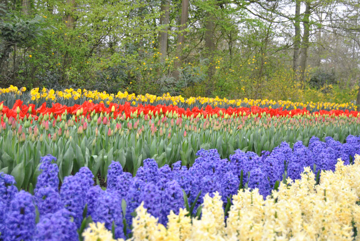 Il Parco fiorito di Keukenhof nei Paesi Bassi: non solo tulipani