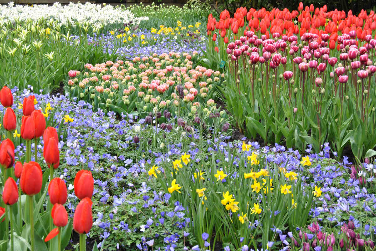 I Giardini fioriti di Keukenhof nei Paesi Bassi