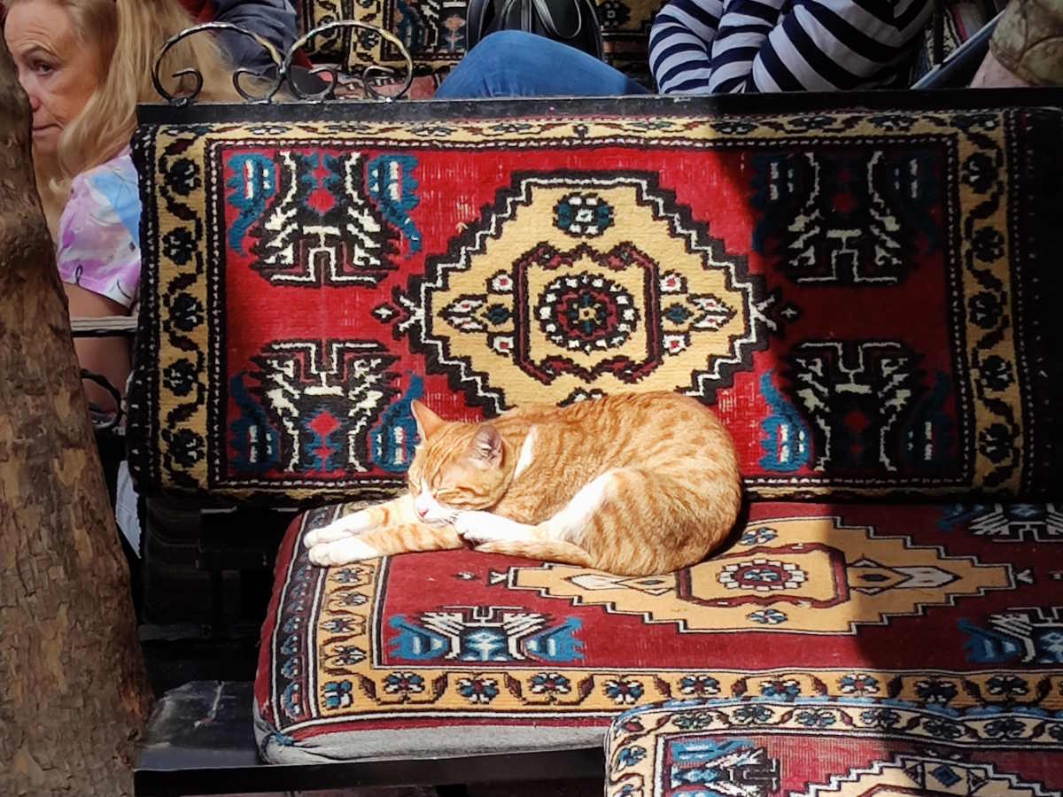 Visitare Istanbul, la città dei gatti